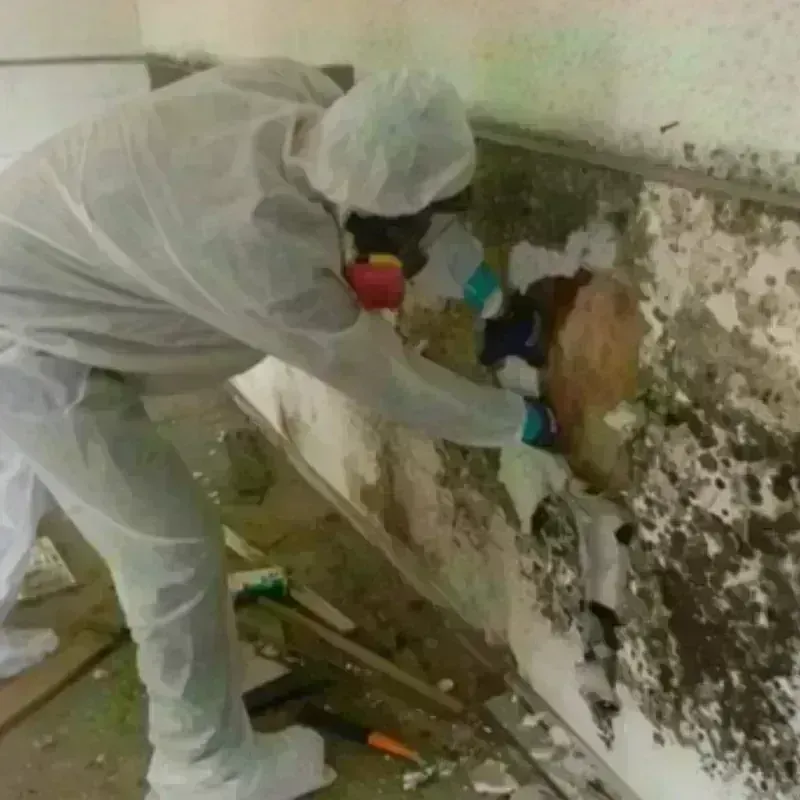 Mold Remediation and Removal in Farmers Loop, AK